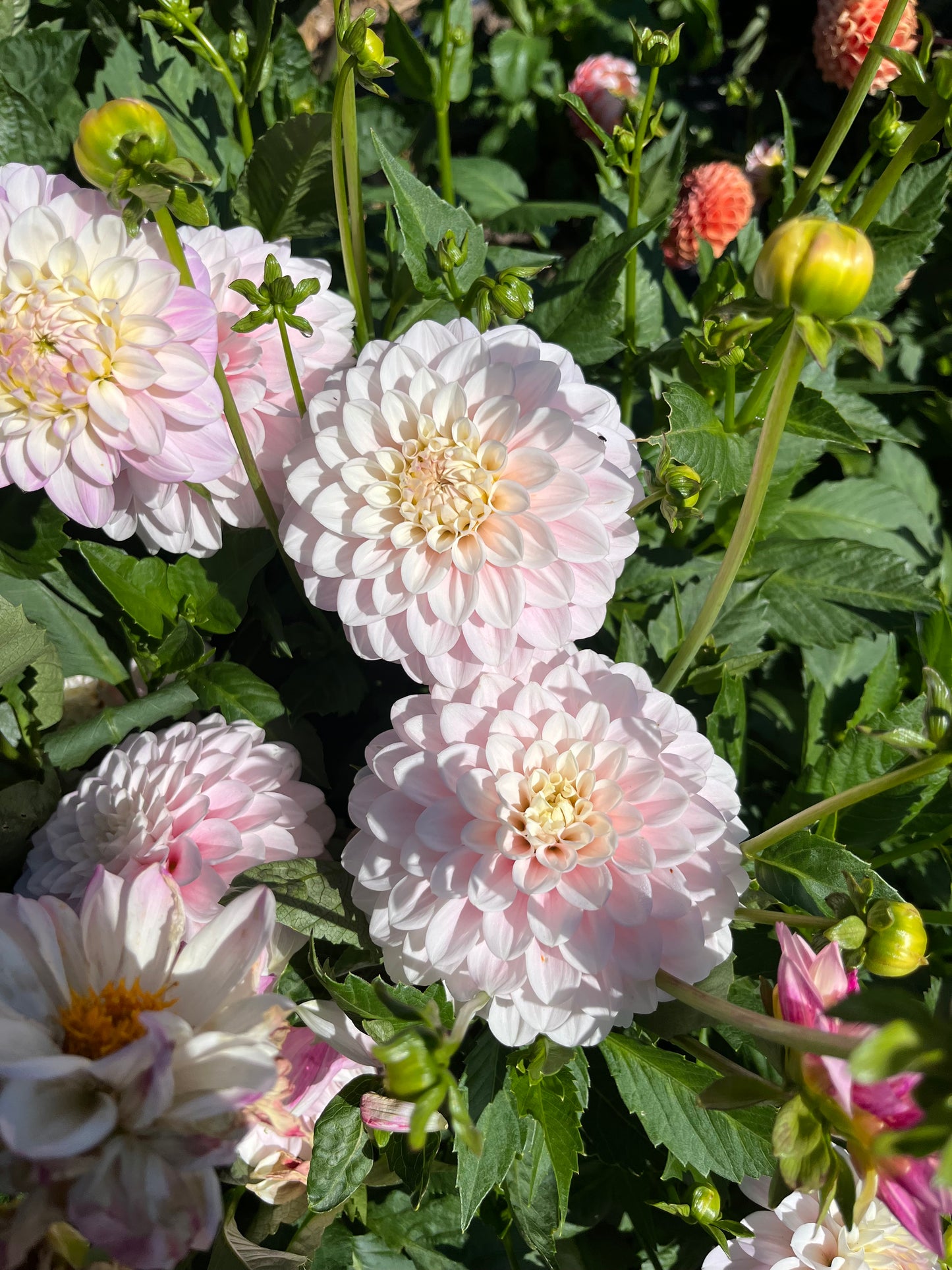 Flowers - Dahlia Pom Pom