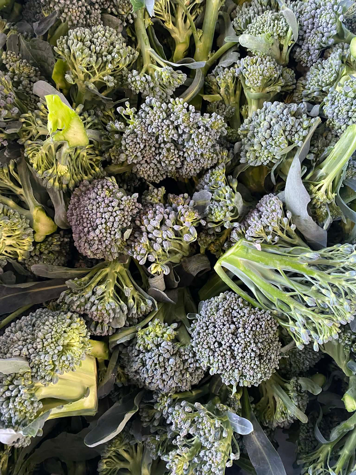 Broccolini Heads