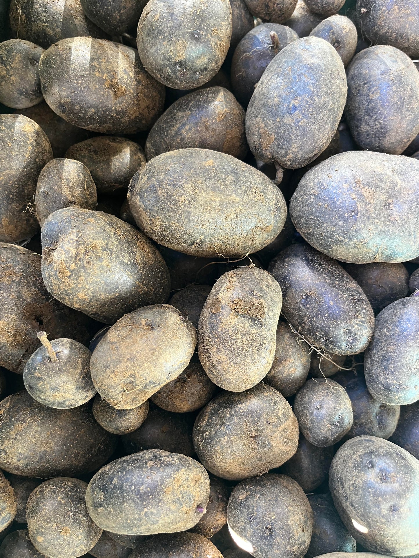 Potatoes - Purple Hearts