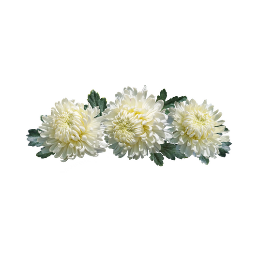 Chrysanthemum