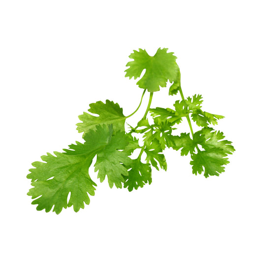 Coriander