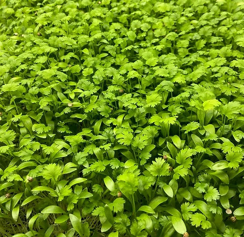 Coriander Micro