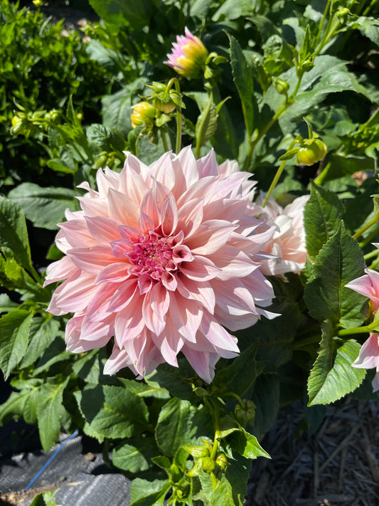 Flowers - Dahlia Cafe au lait