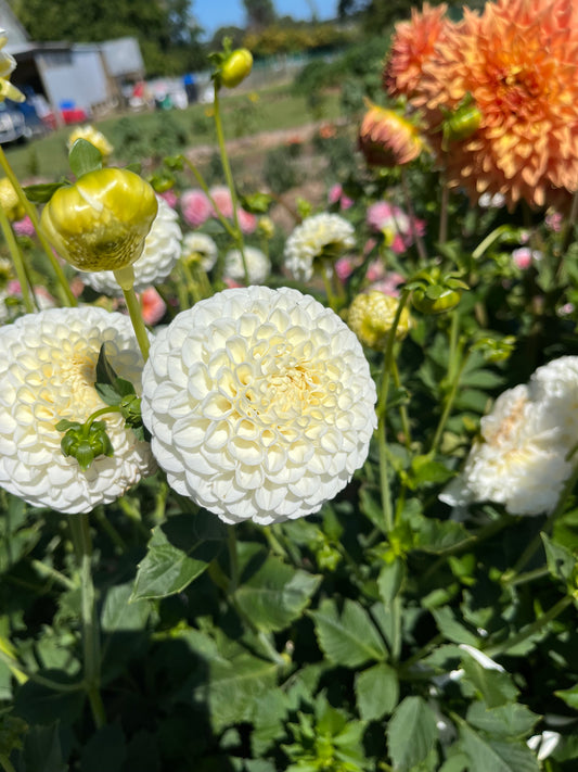 Flowers - Dahlia Pom Pom