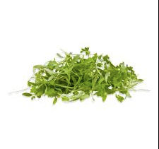 Coriander Micro
