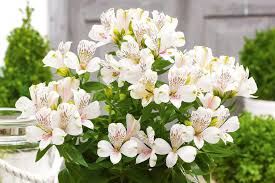 Alstroemeria