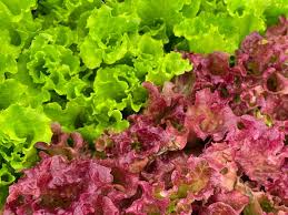 Lettuce Frill Whole