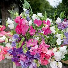 Flowers - Sweet Pea Bunch