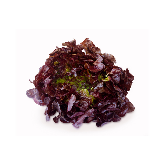Lettuce-red
