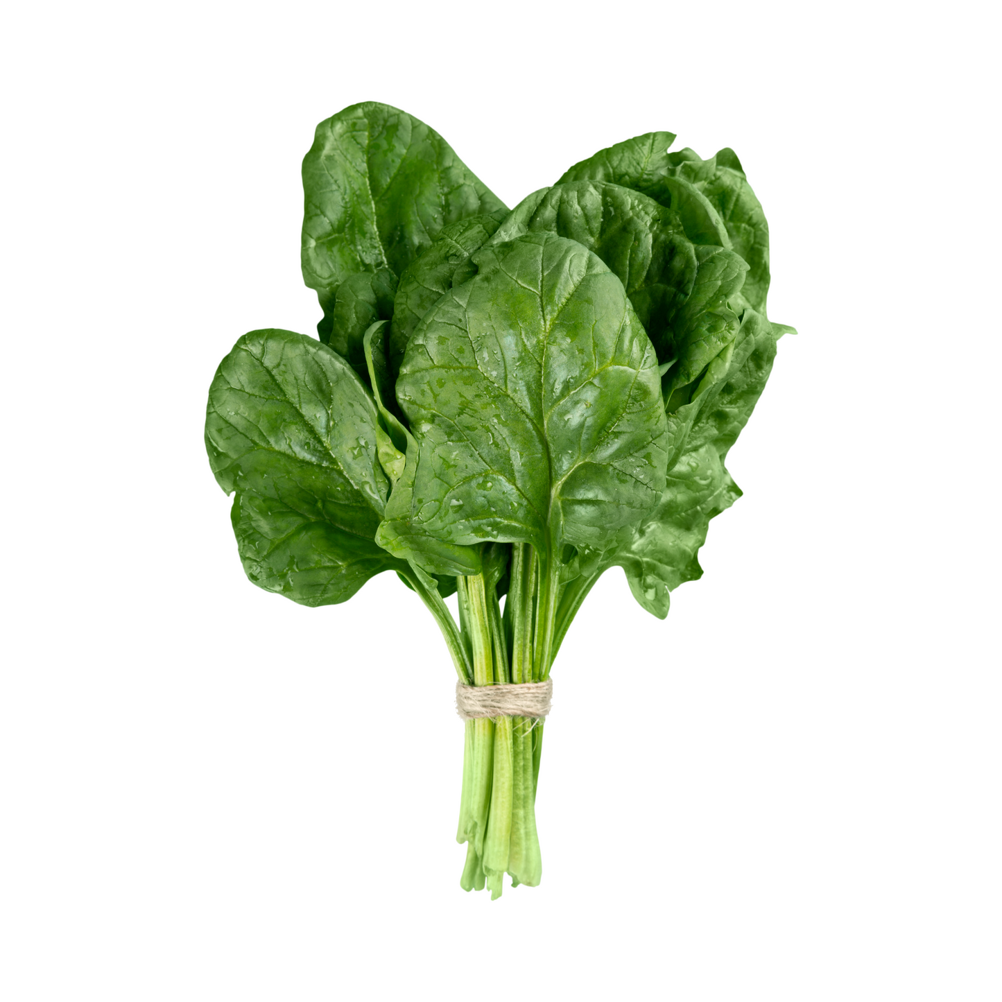 Spinach-baby leaf & bunches