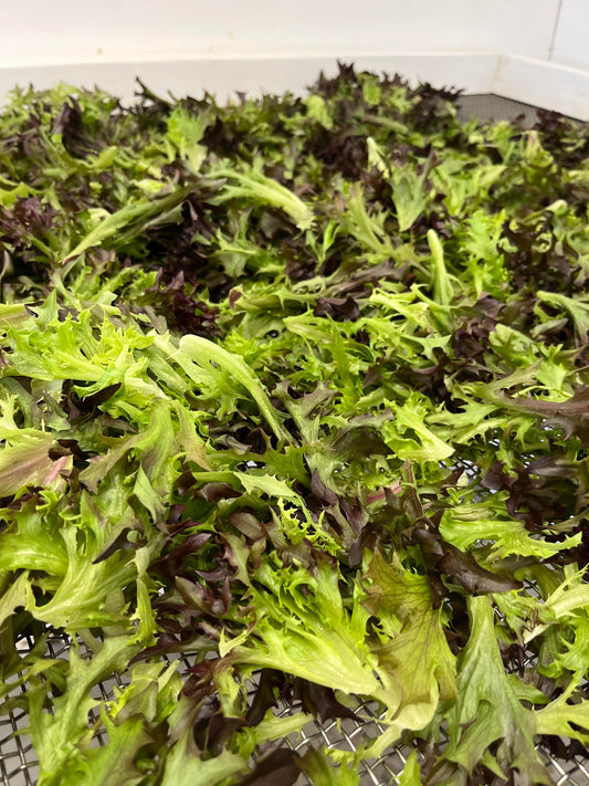 Lettuce-red