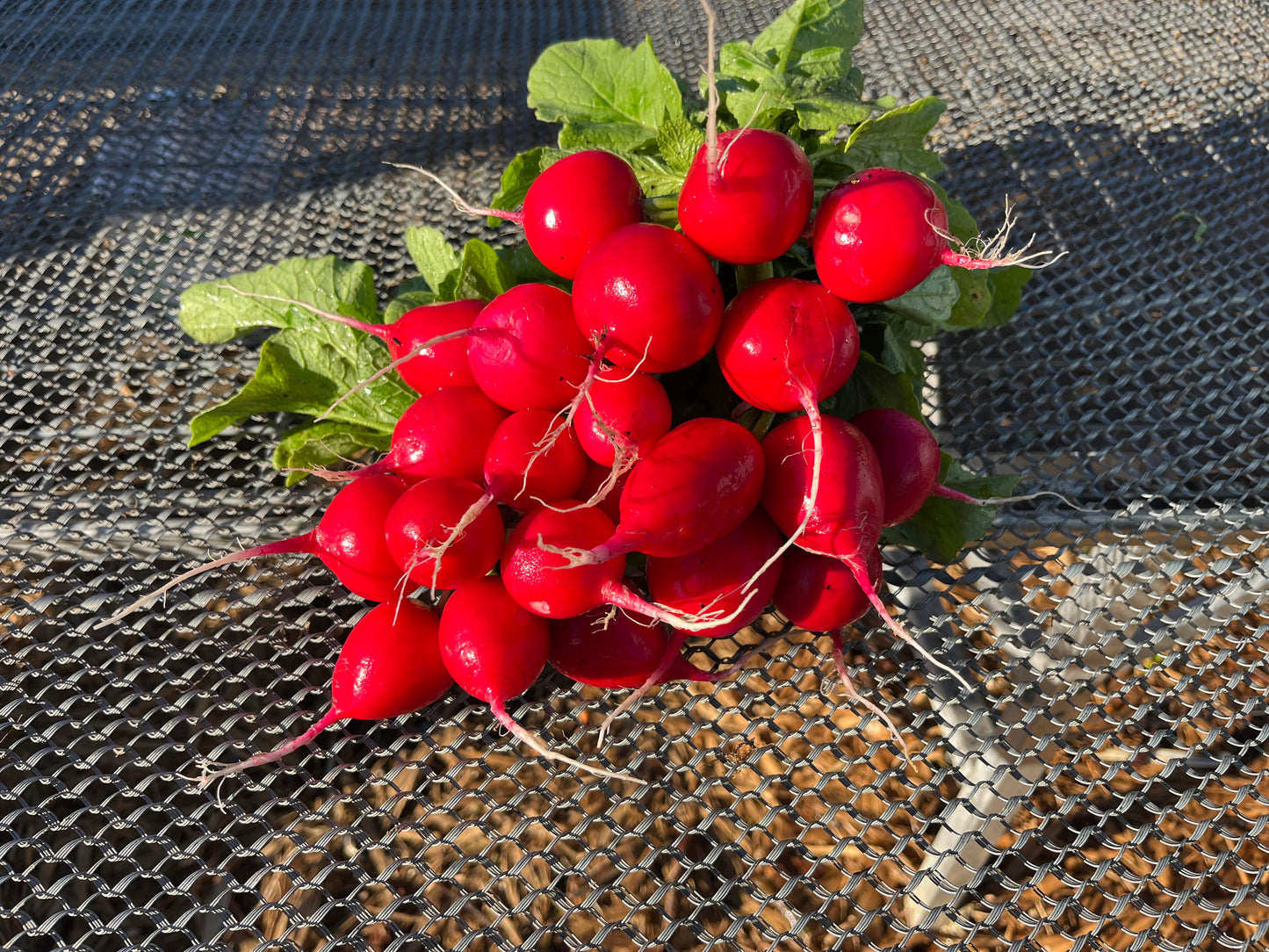 Radish Bunch