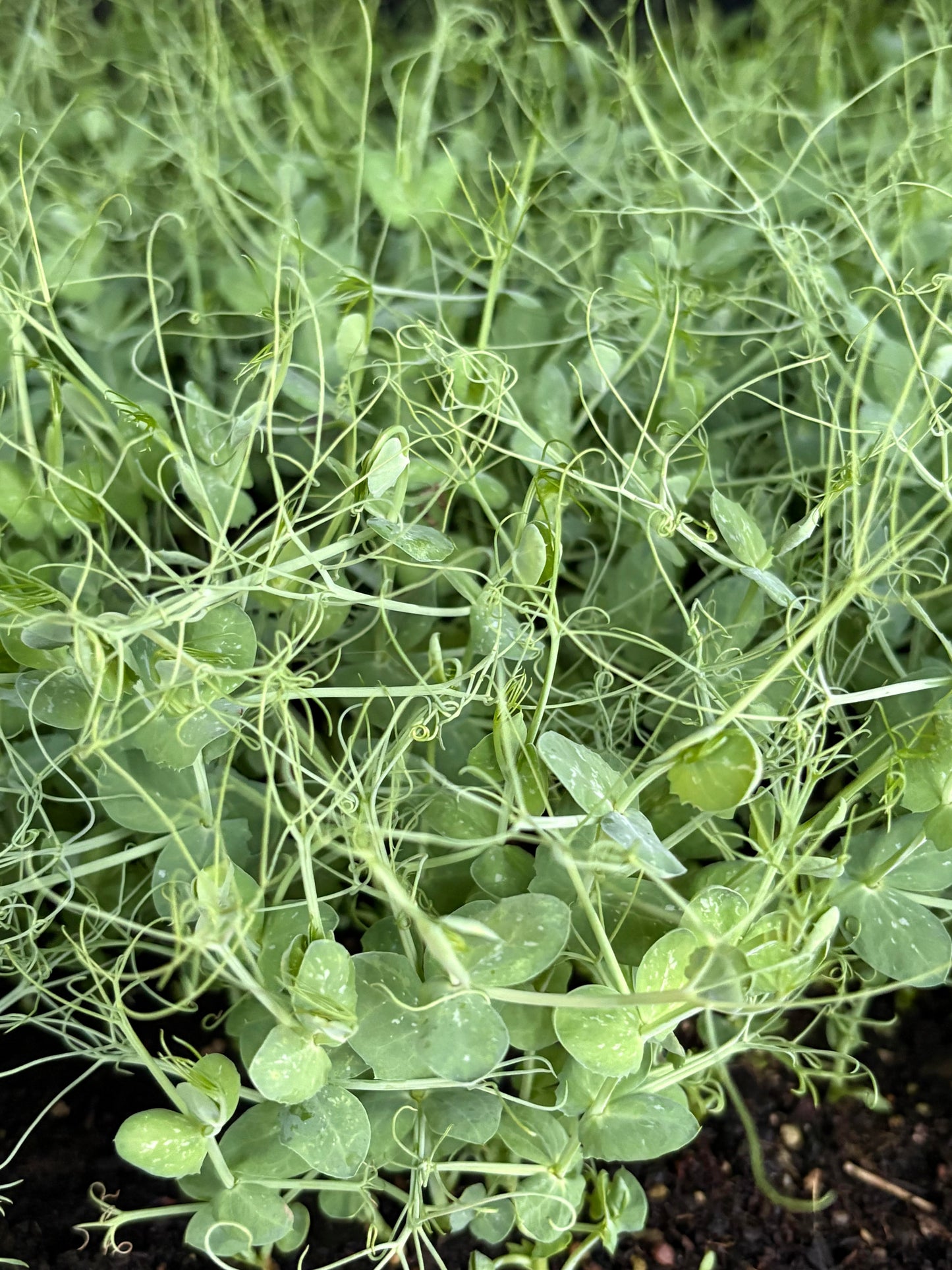 Pea Sprouts