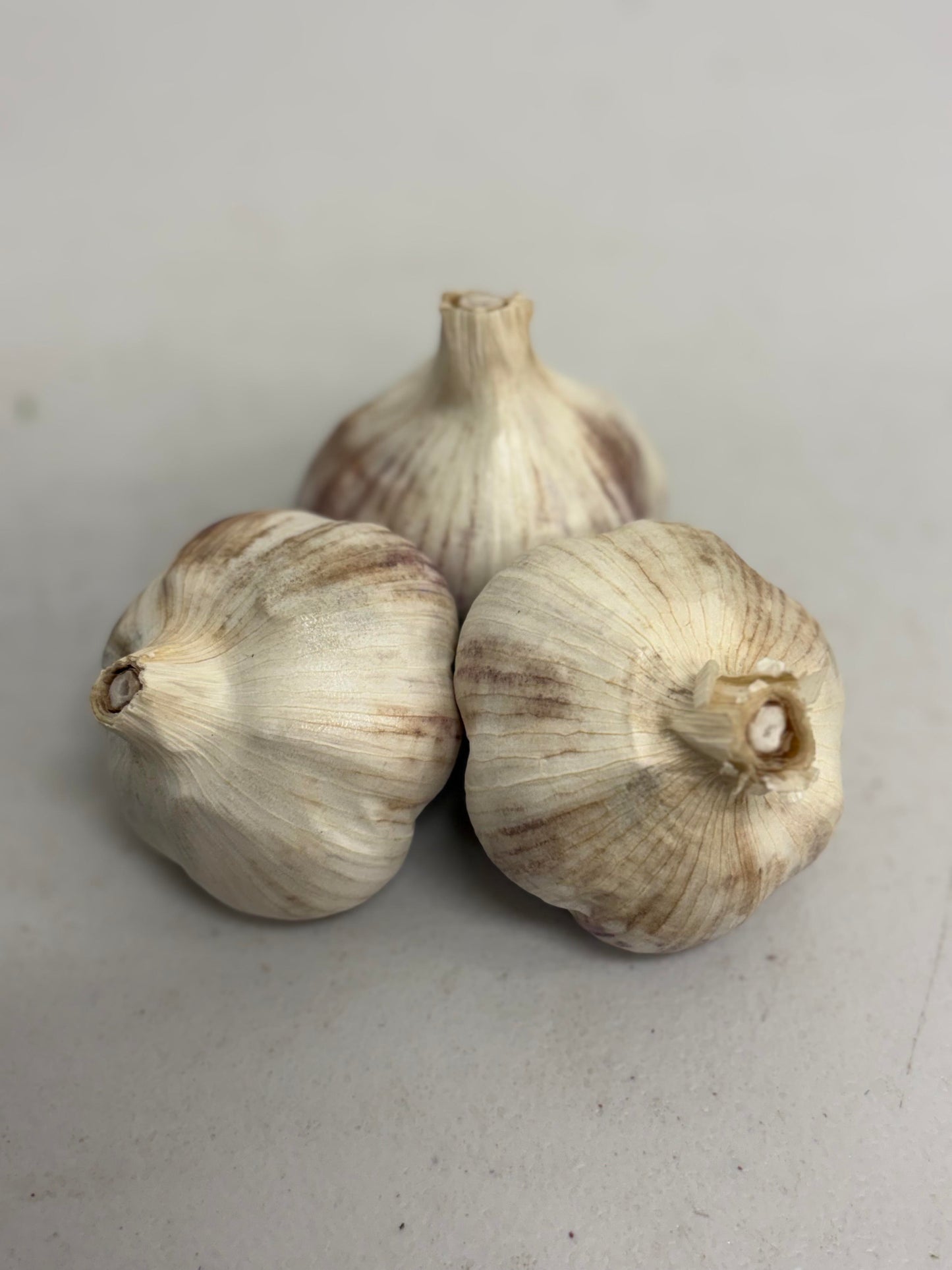 Garlic Bulb